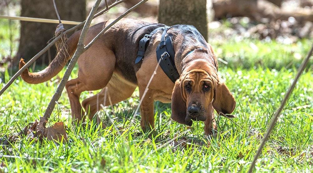 Addestramento Bloodhound