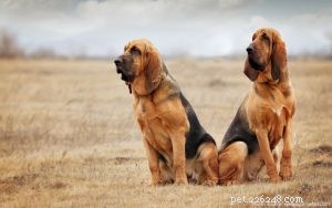 Addestramento Bloodhound