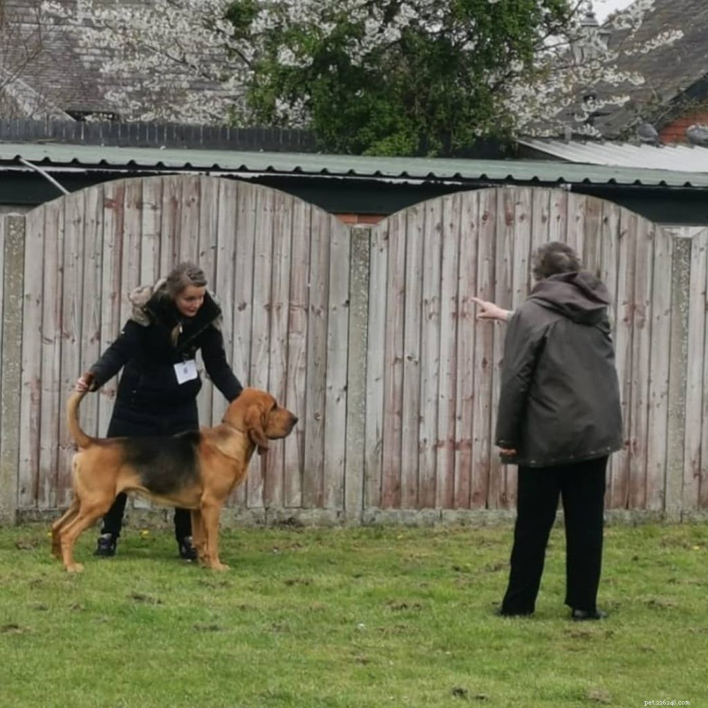 Treinamento de Bloodhound