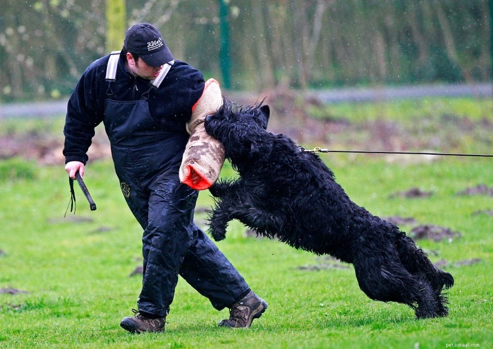 Treinar o treinamento do Black Russian Terrier 
