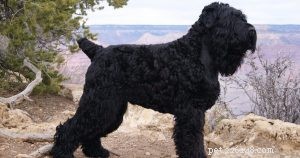 Treinar o treinamento do Black Russian Terrier 
