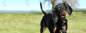 Black and Tan Coonhound-training
