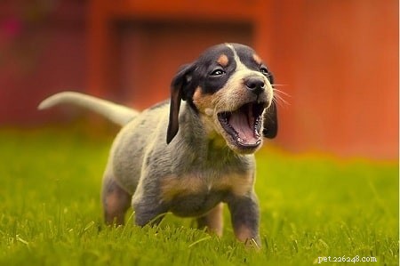 Bluetick Coonhound-training