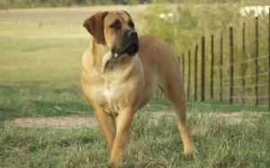 Boerboel Dog Training