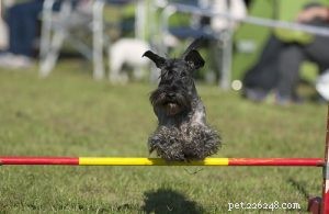 Addestramento per cani Cesky Terrier