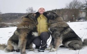 Entraînement de chien de berger du Caucase