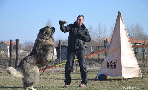 Entraînement de chien de berger du Caucase