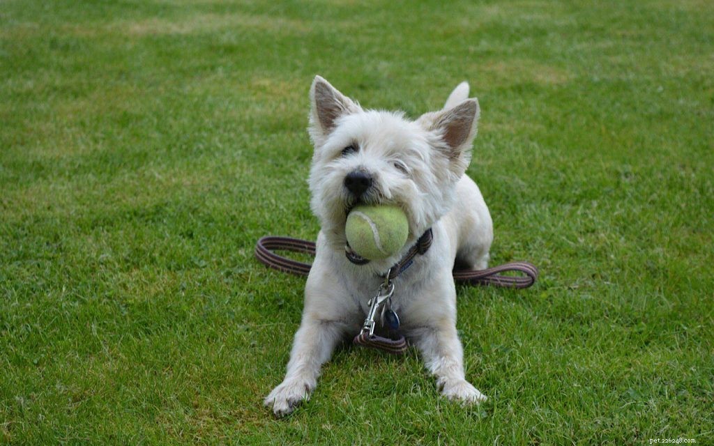 Treinamento de Cairn Terrier