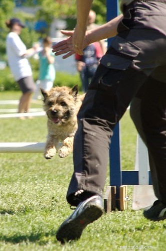 Výcvik Cairn Terrier