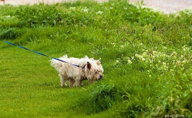 Cairn Terrier-training