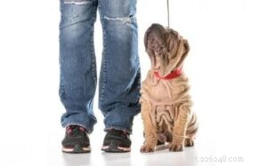 Addestramento per cani Shar-Pei cinesi