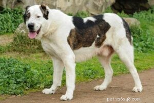 Entraînement de chien de berger d Asie centrale