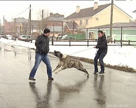 träning för centralasiatiska herdehundar