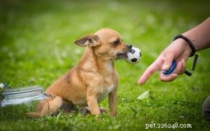 Výcvik psů čivavy
