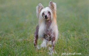 Träning för kinesisk nakenhund