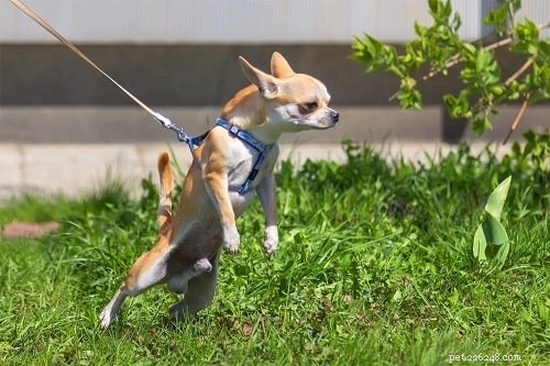 Chihuahua-hundträning