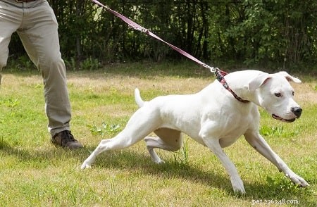 Dogo Argentino Training