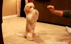 キャバション犬の訓練 