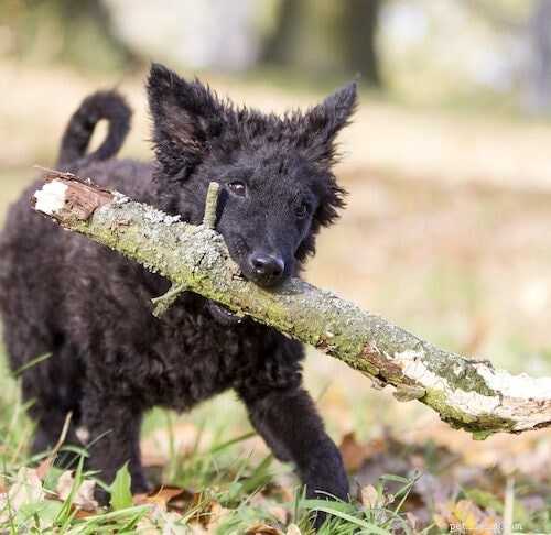 Träning för kroatiska fårhundar