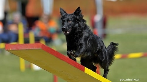 Addestramento per cani da pastore croati