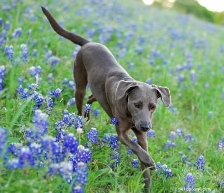 Blue Lacy Training