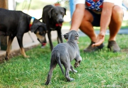 Blue Lacy-training