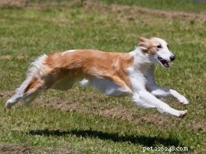 Silken Windhound Training