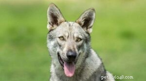 Addestramento sul cane lupo di Saarloos