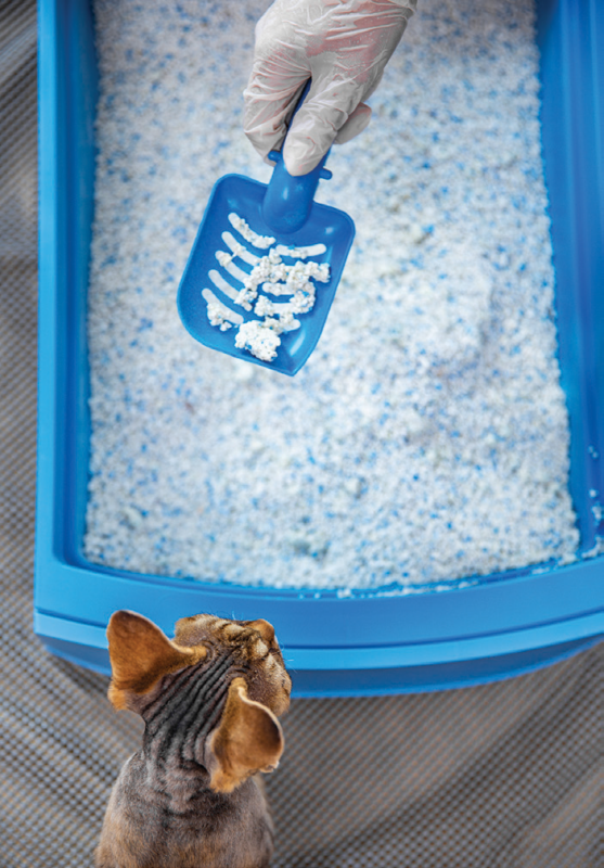 A caixa de areia — do ponto de vista do seu gato