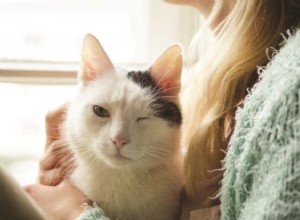 Varför blinkar katter långsamt?