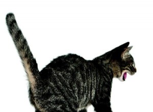 Как читать язык тела вашей кошки