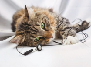 Hulp voor katten met angsten en fobieën