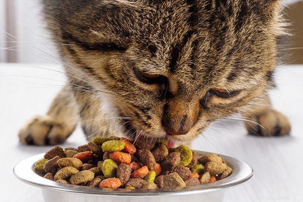 猫にいくら餌をやる必要がありますか？ 