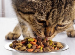 Kolik mám krmit svou kočku?