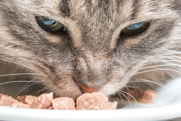 猫にいくら餌をやる必要がありますか？ 