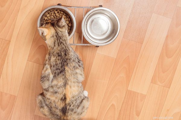 Quanto devo alimentar meu gato?