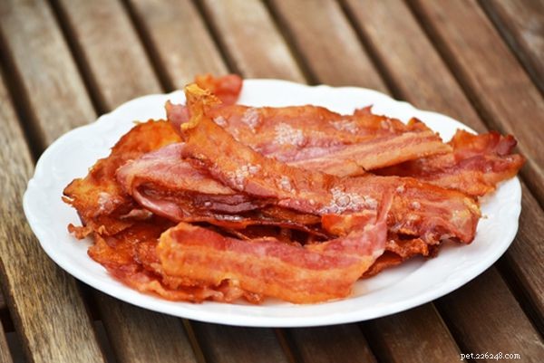 Kan katter äta bacon? Få fakta
