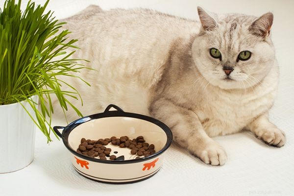 なぜ私の猫はいつも空腹なのですか？ 5つの理由 