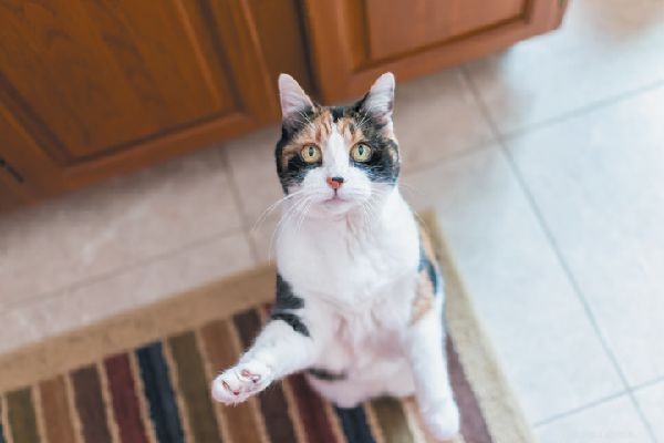 Come nutrire il tuo gatto se sei insicuro alimentare
