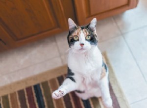 Hoe u uw kat moet voeren als u onzeker bent over eten