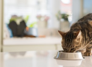 Jak změnit krmivo pro kočky ze suchého na mokré nebo naopak