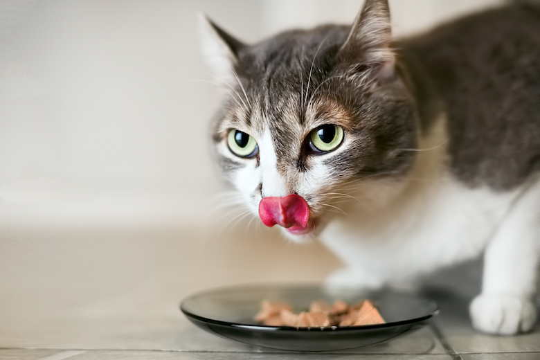 Come cambiare il cibo del tuo gatto da secco a umido o viceversa