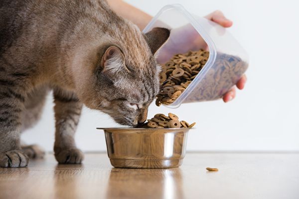 Hur matar man katter:gör vi det fel?