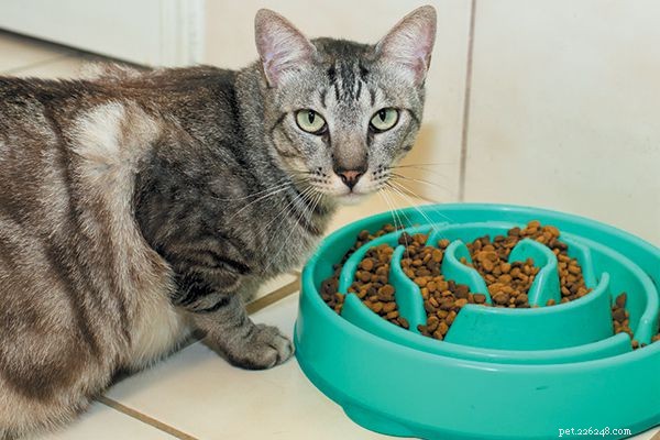 Comment nourrir les chats :le faisons-nous mal ?