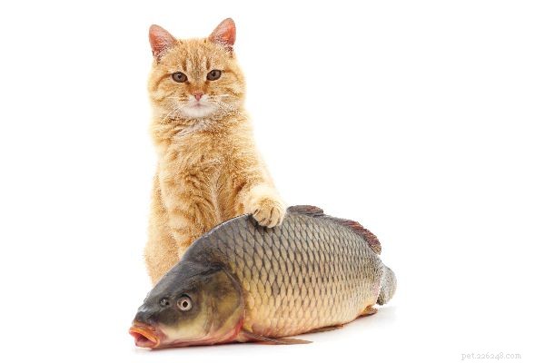 고양이는 절대적인 육식 동물입니다 — 그 의미와 중요한 이유