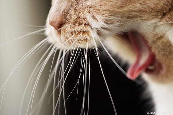 Kat piepende ademhaling:wat is het, waarom gebeurt het en moet je naar een dierenarts?
