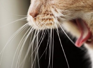 Kattväsande andning:vad är det, varför händer det och bör du träffa en veterinär?