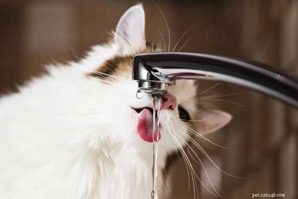 あなたの猫は水を飲んでいませんか？猫にもっと水を飲ませるための10の方法 