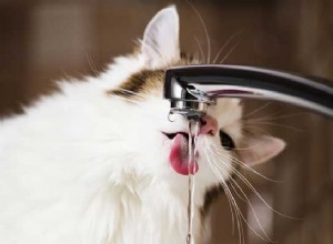 Ваша кошка не пьет воду? 10 способов заставить вашу кошку пить больше воды