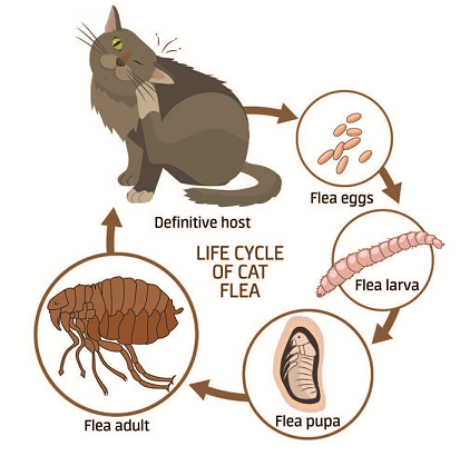 Você está vencendo a guerra contra as pulgas?